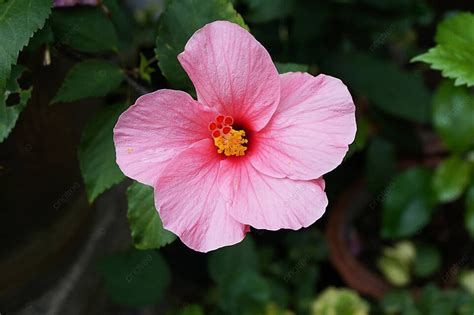 芙蓉樹風水